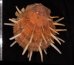 ショウジョウガイ 猩々貝 Spondylus regiusfig.2