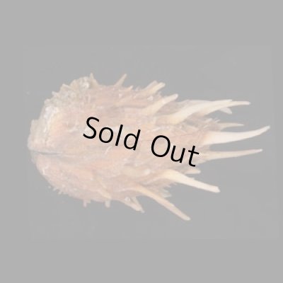 ショウジョウガイ 猩々貝 Spondylus regiusfig.3