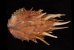 ショウジョウガイ 猩々貝 Spondylus regiusfig.3