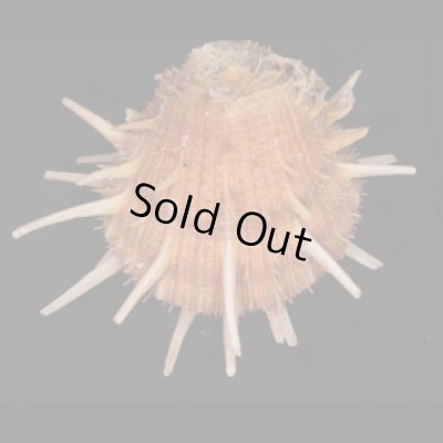 ショウジョウガイ 猩々貝 Spondylus regiusfig.1