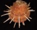 ショウジョウガイ 猩々貝 Spondylus regiusfig.1