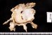 クマサカガイ Xenophora pallidulafig.2