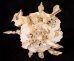クマサカガイ Xenophora pallidulafig.1