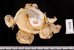 クマサカガイ Xenophora pallidulafig.2