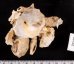 クマサカガイ Xenophora pallidulafig.2