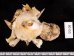 クマサカガイ Xenophora pallidulafig.2