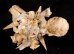 クマサカガイ Xenophora pallidulafig.1