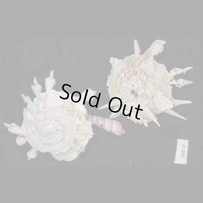 画像1: クマサカガイ(フィリピン)