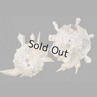 画像1: クマサカガイ(フィリピン)