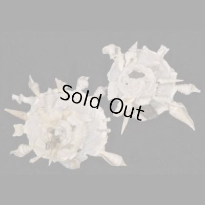 画像1: クマサカガイ(フィリピン)