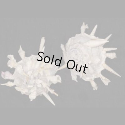 画像1: クマサカガイ(フィリピン)