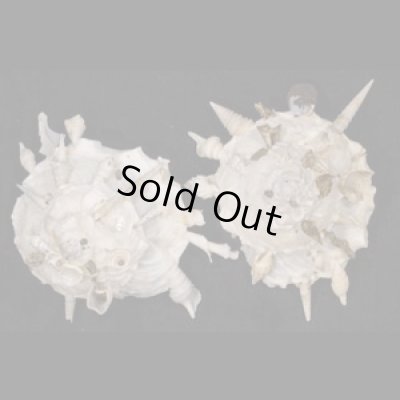 画像1: クマサカガイ(フィリピン)