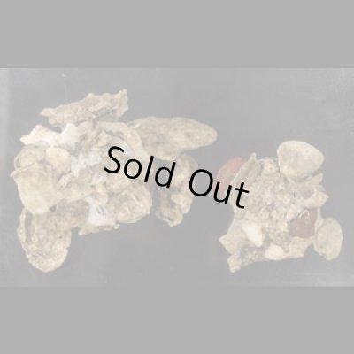 画像1: クマサカガイ