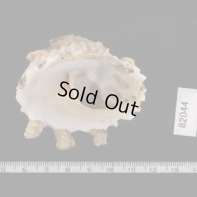 画像2: セブチリメンクマサカ