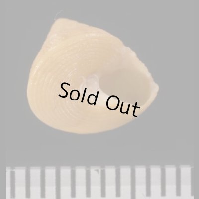 アフリカエビス Calliostoma africanumfig.3