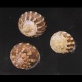 キールナツモモ (仮称)