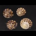 キールナツモモ (仮称)