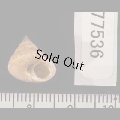 ヒメエビス Calliostoma ticaoniafig.3