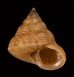 ヒメエビス Calliostoma ticaoniafig.1