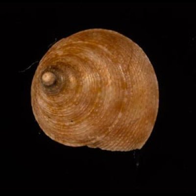 ヒメエビス Calliostoma ticaoniafig.2