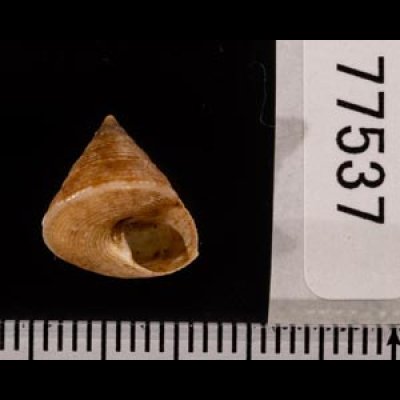 ヒメエビス Calliostoma ticaoniafig.3