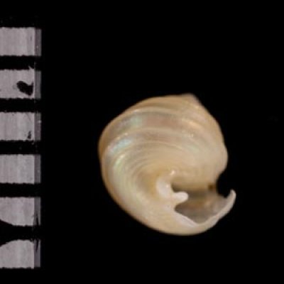 ホウシュエビス Seguenzia hosyu cf.fig.3