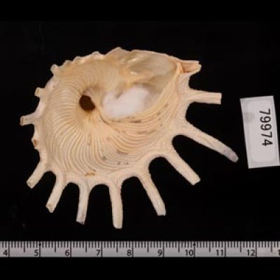 カジトリグルマ Xenophora solarisfig.2