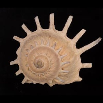 カジトリグルマ Xenophora solarisfig.1