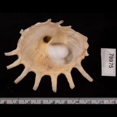 カジトリグルマ Xenophora solarisfig.2