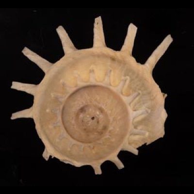 カジトリグルマ Xenophora solarisfig.1