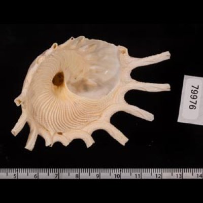 カジトリグルマ Xenophora solarisfig.2