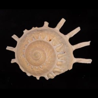 カジトリグルマ Xenophora solarisfig.1