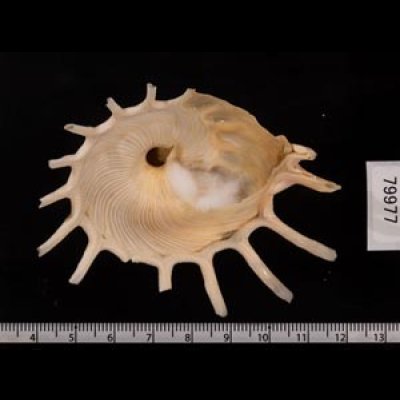 カジトリグルマ Xenophora solarisfig.2