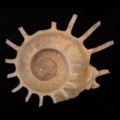カジトリグルマ Xenophora solarisfig.1
