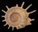 カジトリグルマ Xenophora solarisfig.1