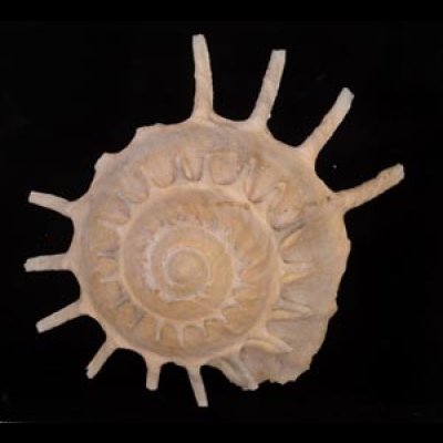 カジトリグルマ Xenophora solarisfig.1