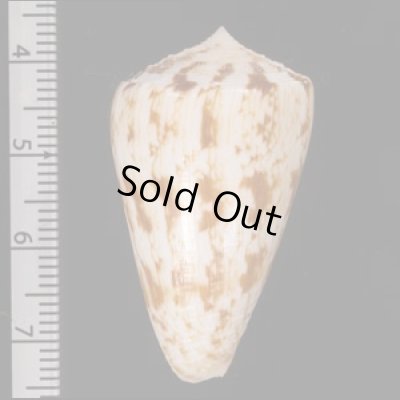 カラクサイモ 唐草芋 Conus caracteristicusfig.2