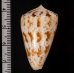 カラクサイモ 唐草芋 Conus caracteristicusfig.2