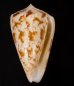 カラクサイモ 唐草芋 Conus caracteristicusfig.1