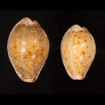 テンジクダカラ Erosaria ocellatafig.1