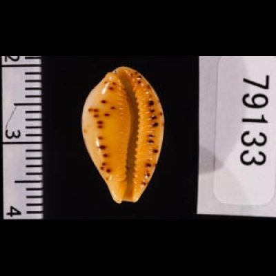 アジロダカラ Palmadusta ziczacfig.2