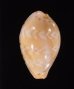 アジロダカラ Palmadusta ziczacfig.1