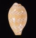 アジロダカラ Palmadusta ziczacfig.1