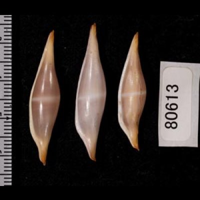 画像2: ベニキヌヅツミ set