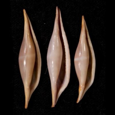 画像1: ベニキヌヅツミ set