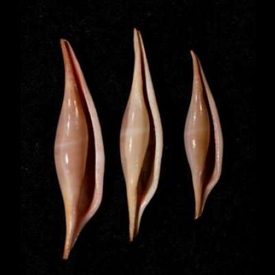 画像1: ベニキヌヅツミ set