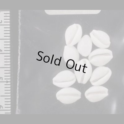 画像2: シラタマガイ