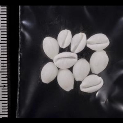 画像2: シラタマガイ