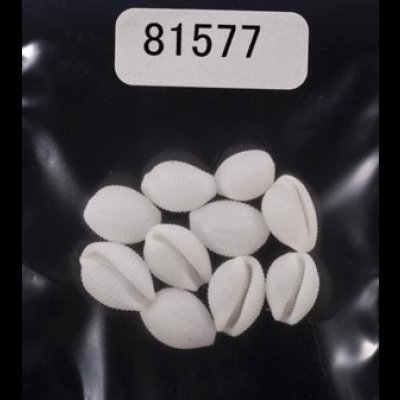 画像1: シラタマガイ