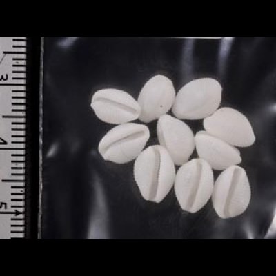 画像2: シラタマガイ